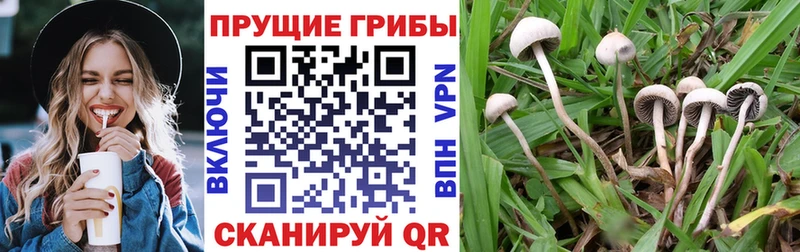 ссылка на мегу ссылки  Дорогобуж  Галлюциногенные грибы Psilocybe 